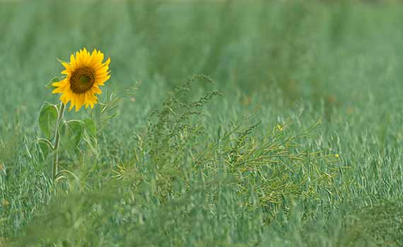 Image on the cover of the report of a sunflower that is beginning to bloom, signalling the start of new growth in a grassy field. 