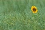 Lone sunflower in a field of green