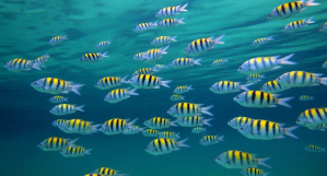 The role of audit in the caribbean