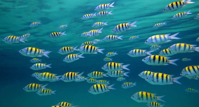 The role of audit in the caribbean