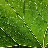 Close up detail of a green leaf
