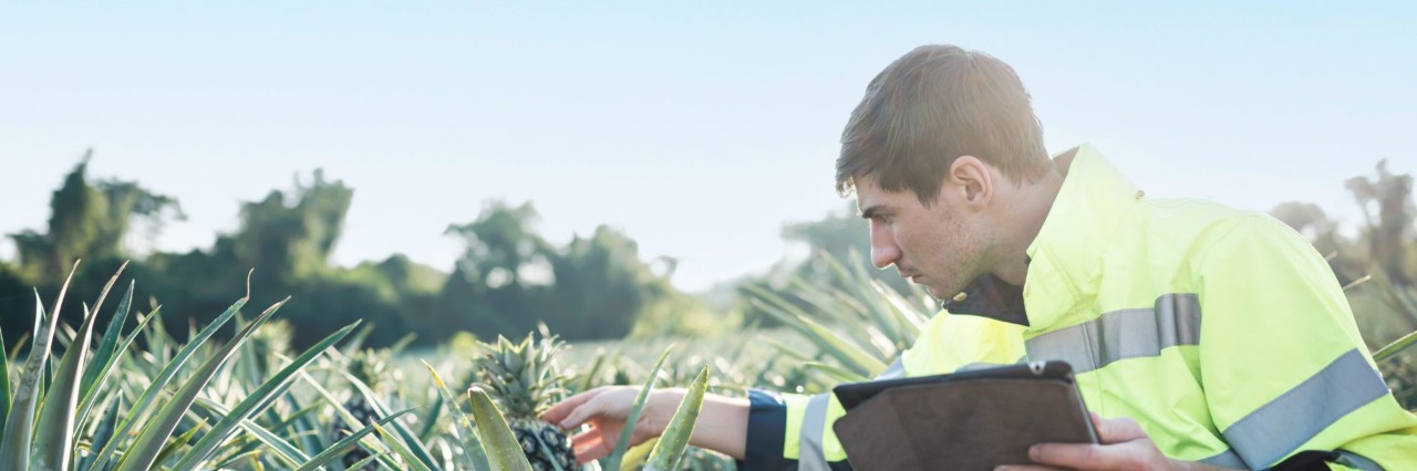 Person wearing high-vis jacket examining pineapple crops whilst holding a tablet