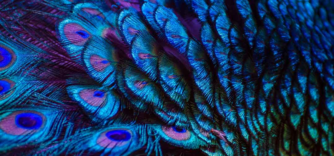 close-up of peacock feathers