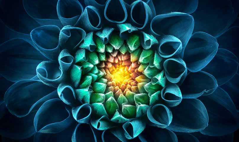 flower bloom close up