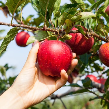 A hand is picking an apply from a fruit tree