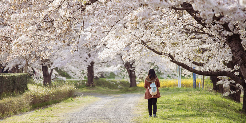 YOUNG WOMAN WITH CHERRY BLOSSOM