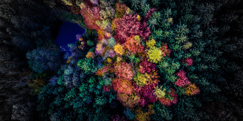 CLOSE-UP OF MULTI COLORED FLOWERS