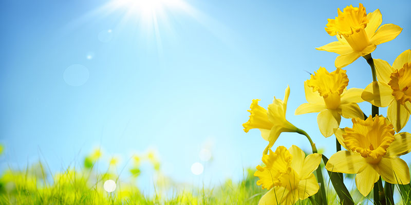 Daffodil flowers in the field