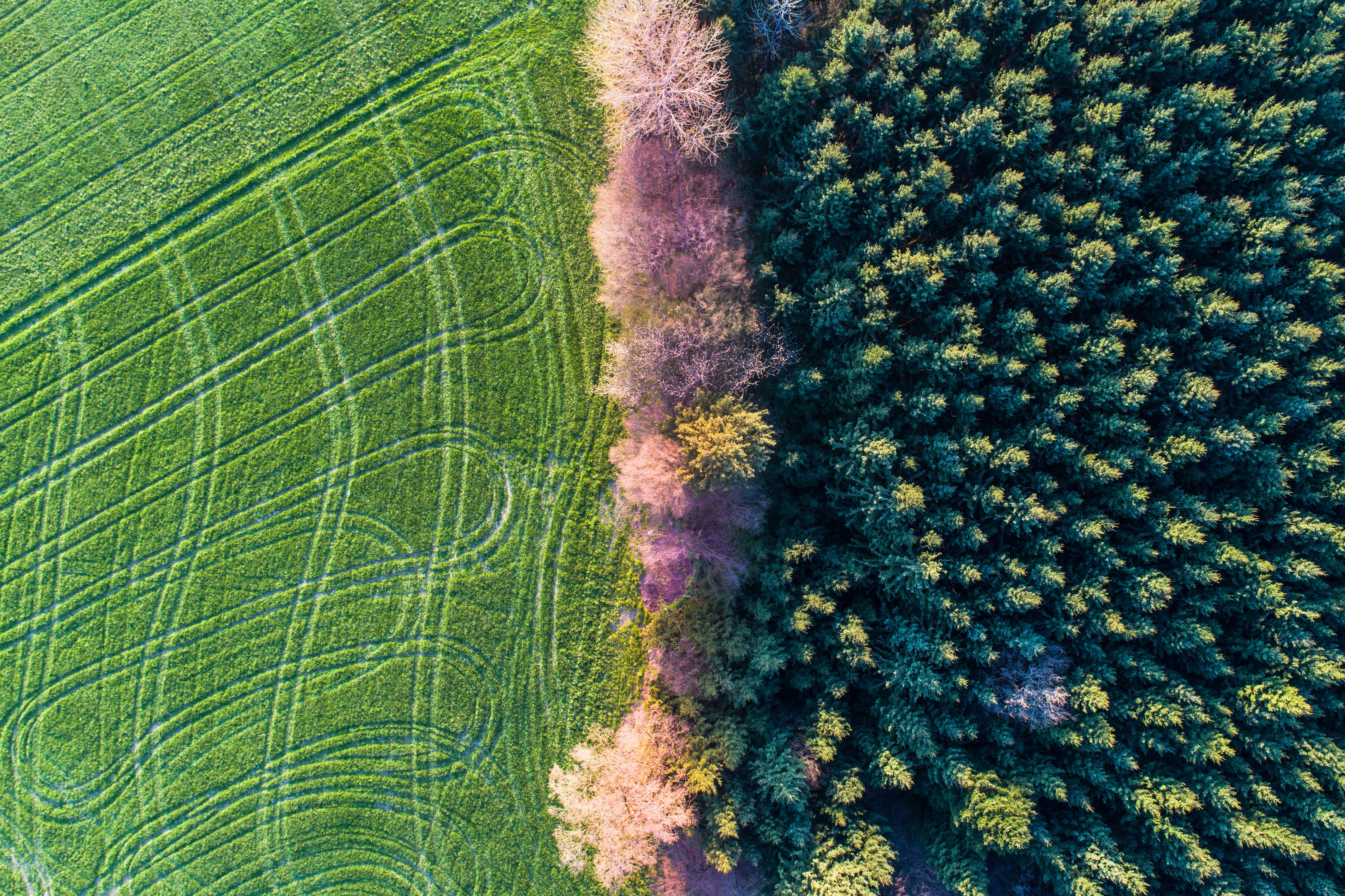 Image showing half of a forest with the other half showing a freshly mowed lawn. 