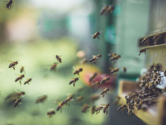 Honey bees flying back to their hive