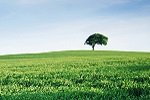 Single tree on a field of grass, against a blue sky with white clouds