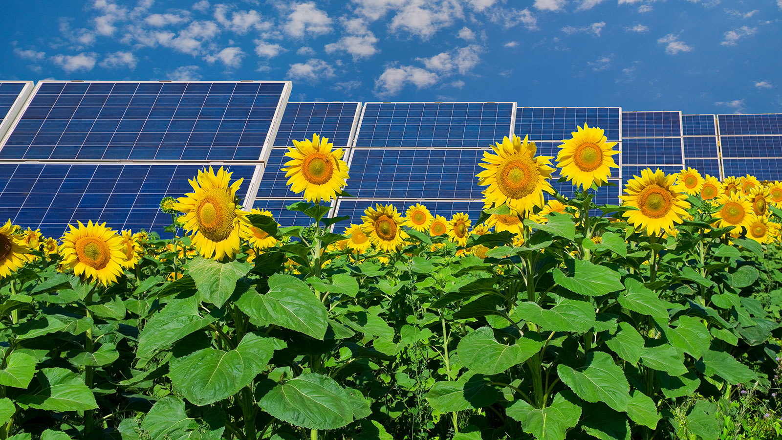Sunflowers in front of solar panels