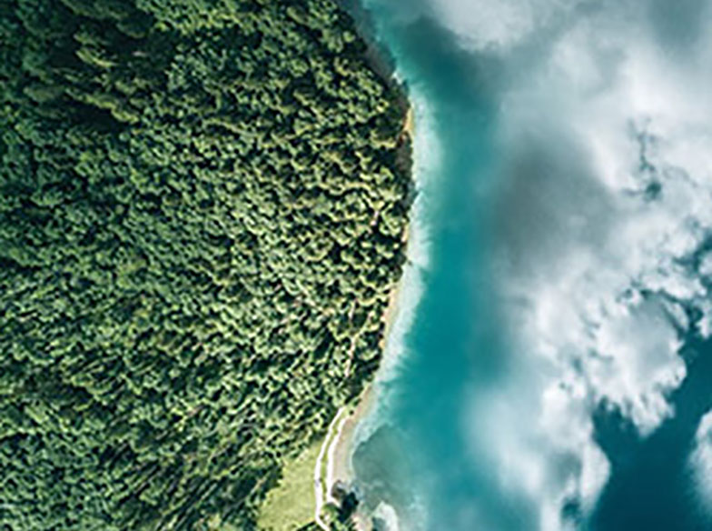 forest and clouds in the sky