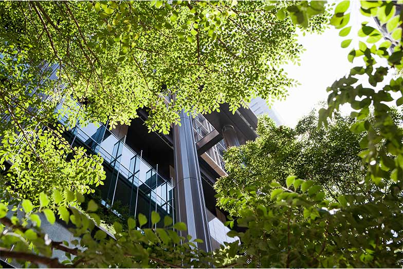 Foliage covering building