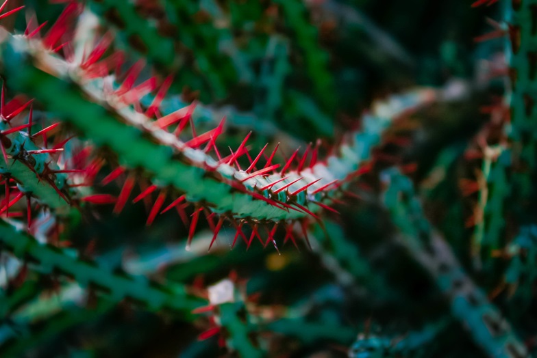 Green cactus with red spiked thorns