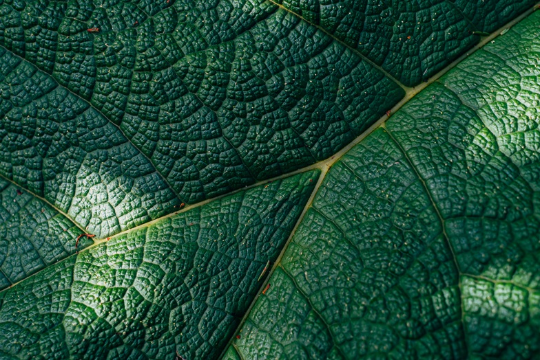 Close up of a leaf