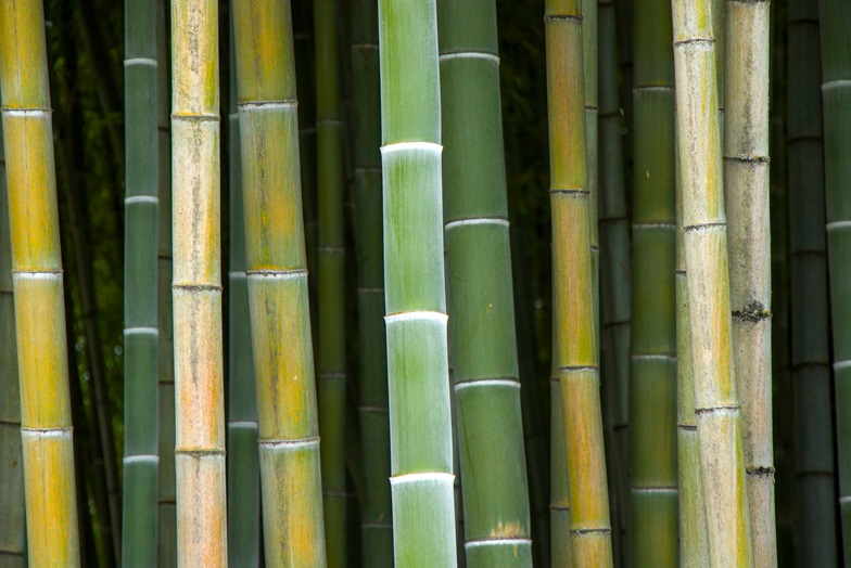 Close up of a bamboo forest