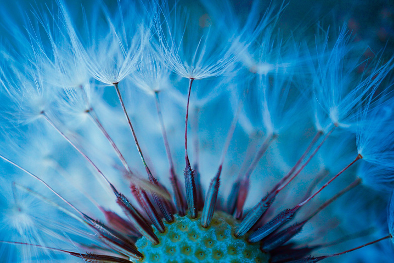 Close-up of dandelion seed