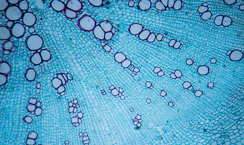 close up of cells